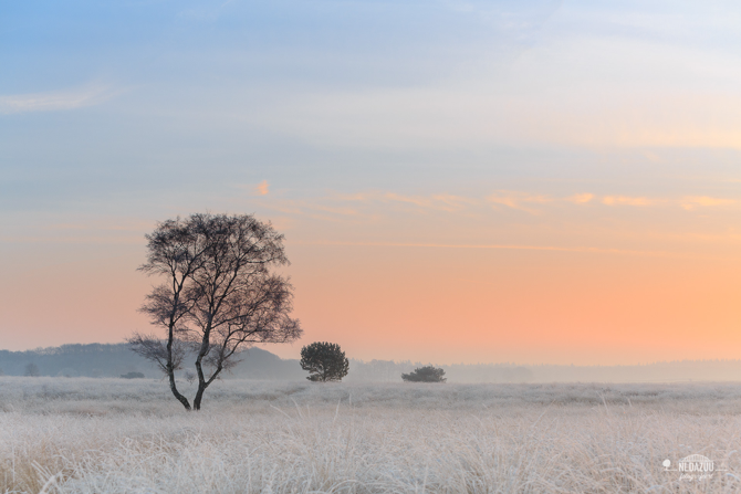 Winterse prairie de Ginkelse Heide