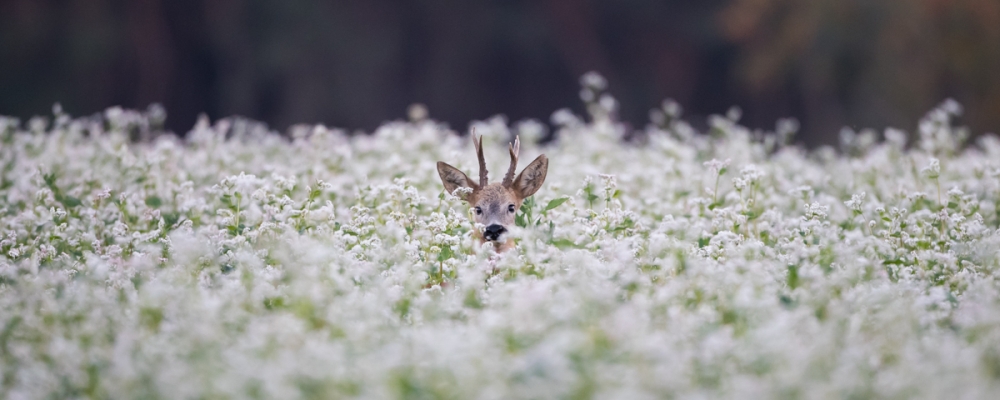 foto-natuur