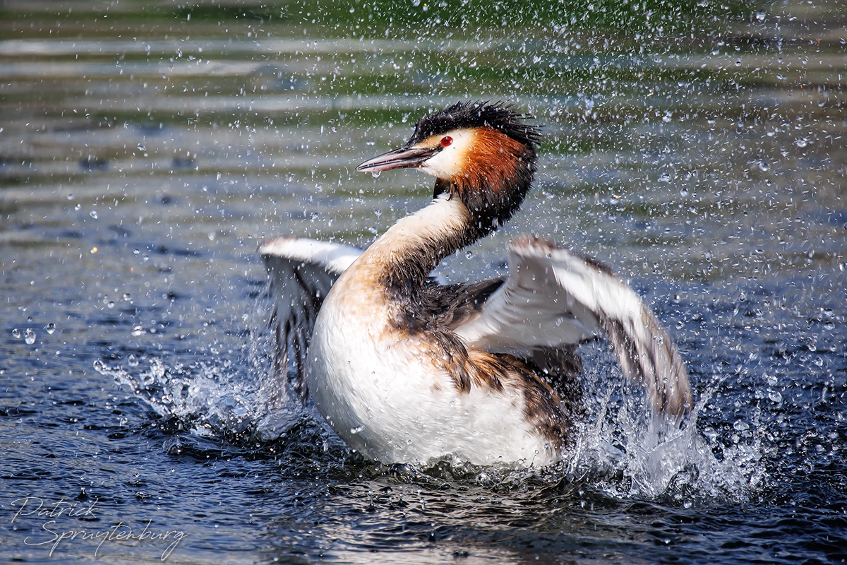 Vogelfotografie